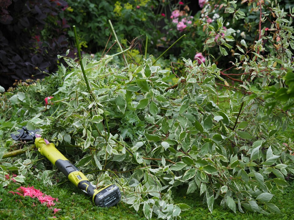 BESKJÆRING: Etter ferien er en super tid å beskjære busker og trær for å rydde i hagen. Gjøres det nå, rekker sårflatene å lukke seg før høsten og vinteren.