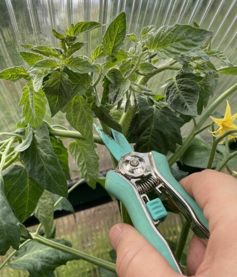 <b>FJERN SIDESKUDD:</b> Uten tilsyn over en periode, er det nødvendig å justere tomatplantene. Fjern sideskudd, også kalt tyver, slik at alle krefter går med til å gi søte tomater istedenfor mange blader.