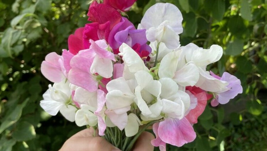<b>GODT VALG</b>: Klipp av blomstene fortløpende på remonterende sommerblomster for å dyrke frem flere nye knopper. Luktert er her et godt valg, siden den fortsetter å levere fine blomster som kan settes i vaser hele sommeren.