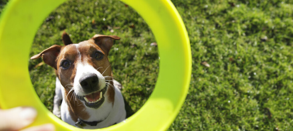 Slik trener du hunden din: – Unngår mange unødvendige problemer