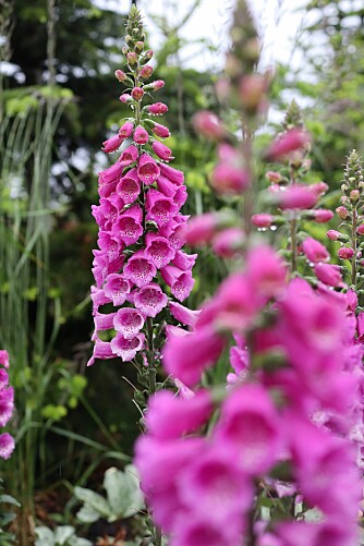 <b>DØDSVAKKER:</b> Revebjelle har du kanskje i hagen din? Den er nydelig, med rosa eller lilla kjegleformede blomster, og den kan drepe deg raskt og effektivt. 