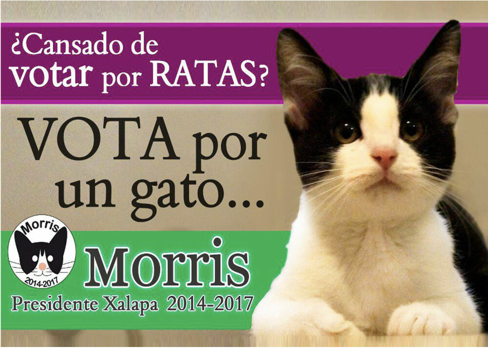 <b>ROTT(E) PARTI:</b> Katten Morris var ordførerkandidat i byen Xalapa, Mexico, i 1993.