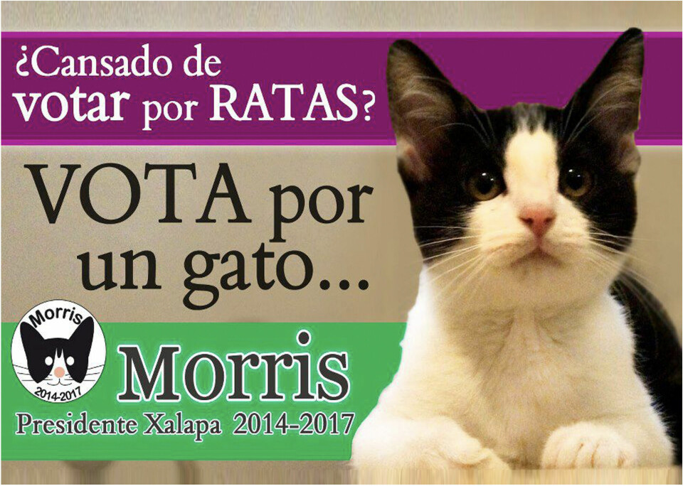 ROTT(E) PARTI: Katten Morris var ordførerkandidat i byen Xalapa, Mexico, i 1993.
