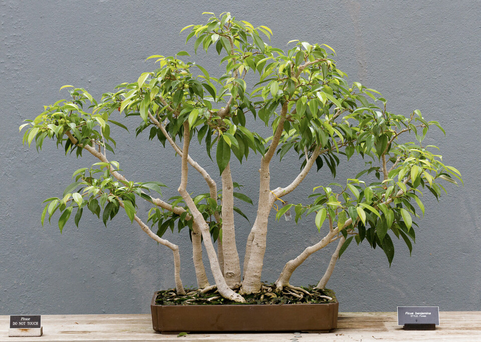 KANDIDAT?: Eksempel på fikentre, av typen bonsai. Vi har ingen forutsetning for å tro at dette fikentreet har stilt til valg.