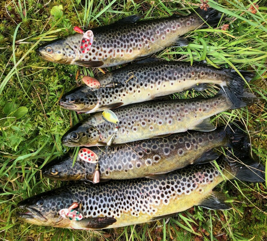 FANGSTEN: Tester Gunnar Aarseth fikk mange fine ørreter på stanga. Her viser han fangsten han fikk med noen av spinnerne, inkludert testvinneren.