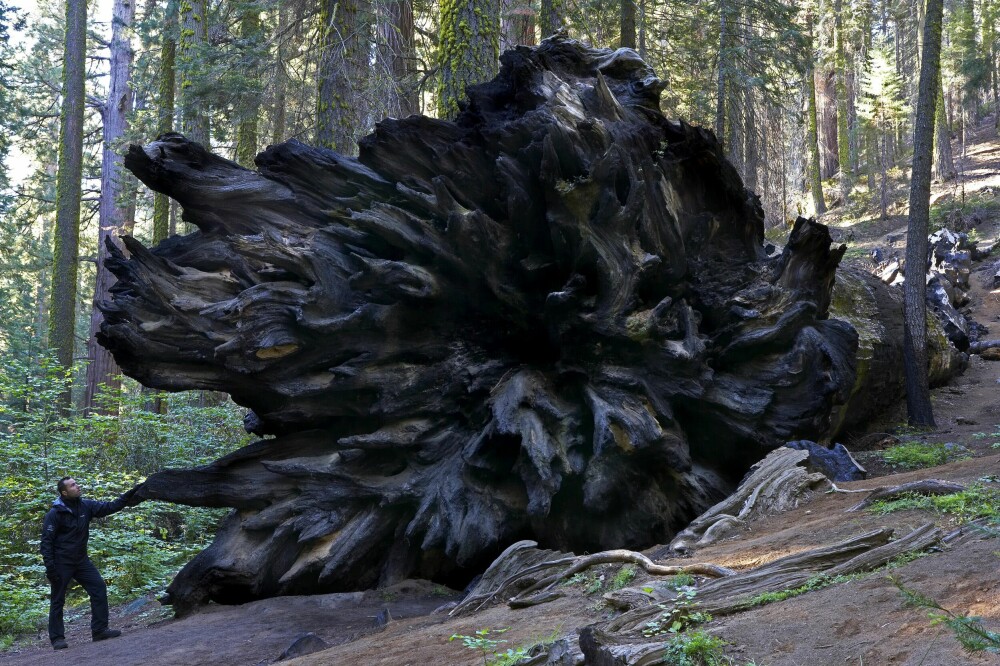 <b>GIGANTENES HJEM:</b> Sequoia nasjonalpark, er på mange måter veldig amerikansk. For her er alt større. Særlig trærne.