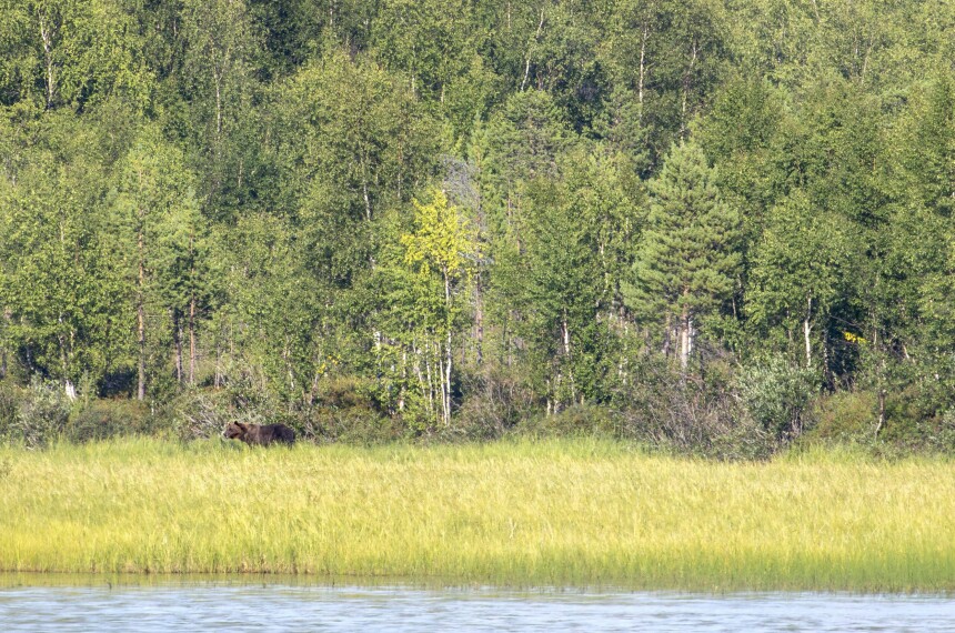 «Skyt for f**n», skrek politifolkene da bjørnen gikk mot Hermann, men det var ett problem