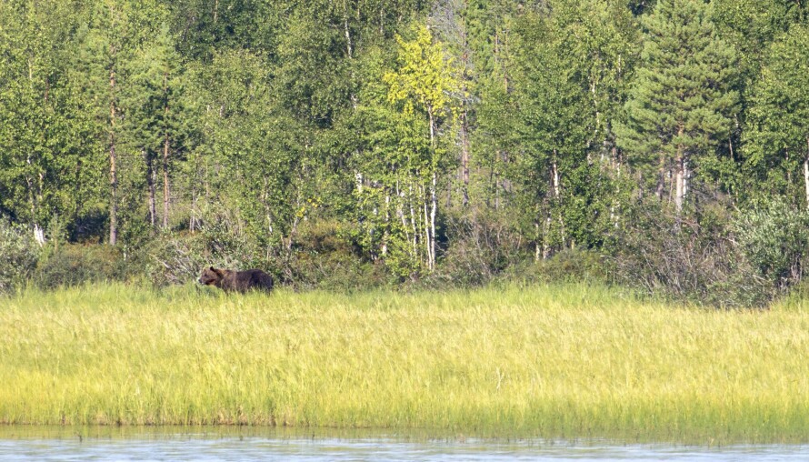 BJØRN: I Pasvik i Finnmark lever Norges største bjørnestamme. Likevel er det sjeldent at de som bor der får øye på en. Journalisten hadde derfor flaks da han fikk øye på denne bjørnen som kom ut av skogen.