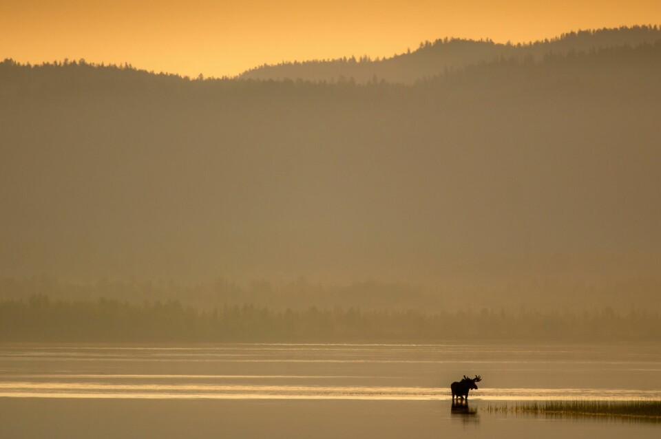 ALENE BLANT BJØRNER: Elgoksen står i soloppgang. Med Pasvikelva til knærne og russisk natur rundt seg er skuet vilt og vakkert. Og typisk for Pasvik.
