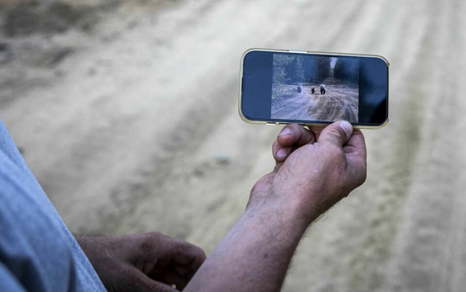 TATT FRA BILEN: Ben Arne har sett mer bjørn enn de aller fleste her i landet, og tar ofte med turister ut i Pasviks skoger. − Ved et tilfelle satt jeg bilen med to fugletittere da ei binne med to unger kom ruslende mot oss.