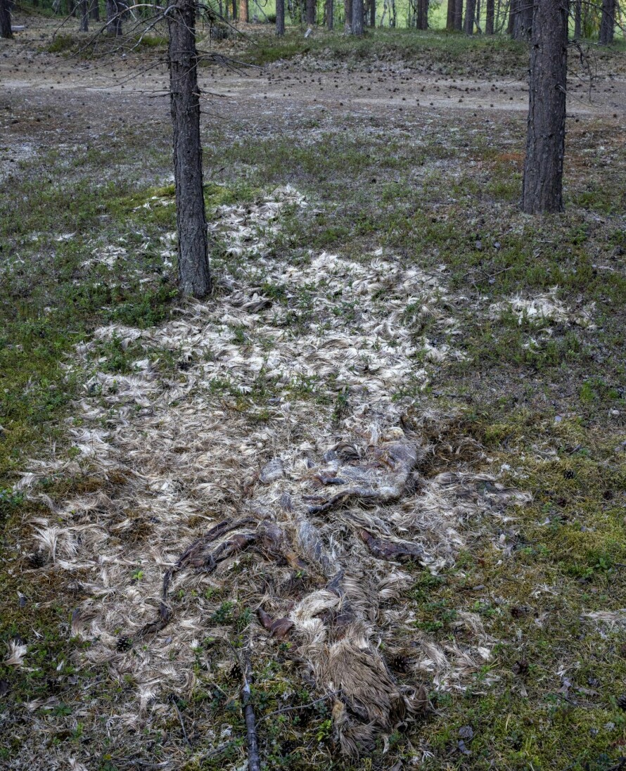 SKROTT: Om bamse har tatt denne elgen, vites ikke. Men hvor mye, eller rettere sagt; hvor lite, som er igjen etter et så stort dyr, er ganske utrolig.