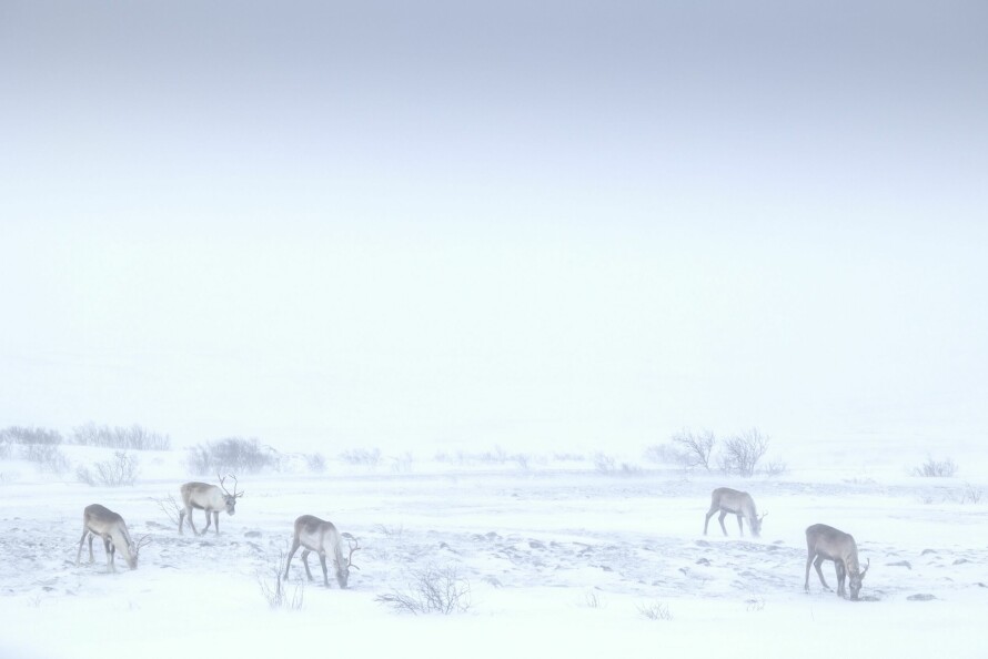 FRISTER BAMSE OM VÅREN: Når bjørnen kommer ut av hiet om våren, er den kjøttsulten. Og da kan den ta rein.