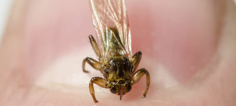 Terroriserer alt som beveger seg i naturen: – Kan klø i ett år