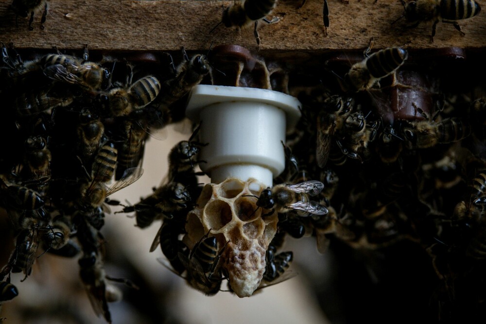 <b>KLEKKERI FOR DRONNINGER:</b> Arbeiderbier surrer rundt tuber som blir brukt til å avle dronningbier. 