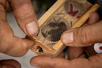 <b>KAUKASISK BIE:</b> Melahat Gulbin spesialiserer seg på å avle kaukasiske dronningbier som hun selger. Hun holder til i området Macahel nær grensen mellom Tyrkia og Georgia som er senteret for den genetisk rene kaukasiske bien.   