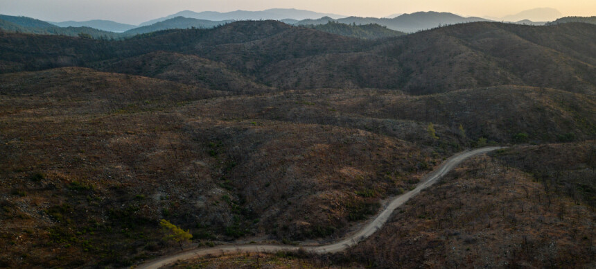 Her stod en unik skog. To år senere minner det mest om en slagmark