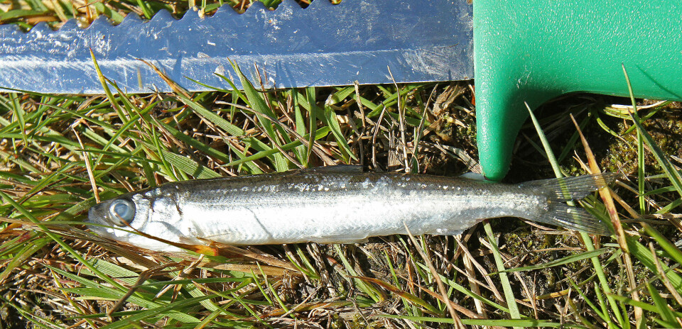 AGNFISK: En effektiv fiskemetode etter storørret er bruk av agnfisk. Bruk krøkle, småmort, ørekyte eller andre arter som finnes i vannet, og den skal avlives før det festes en treblekrok ved ryggfinnen.