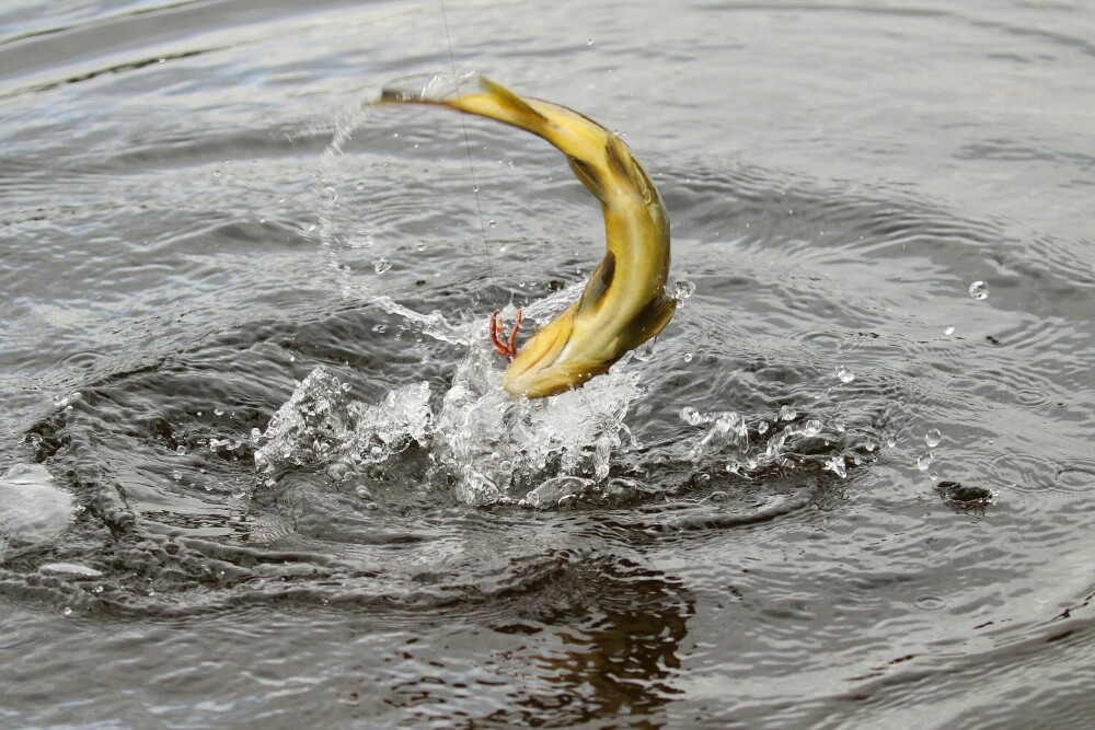 <b>BØR UNNGÅS:</b> Når ørreten går til værs øker faren for at den frigjør seg for kroken. Unngå å holde stanga høyt i siste del av kjøringen, og hold om nødvendig stangtuppen under vann om fisken svømmer opp mot overflaten.