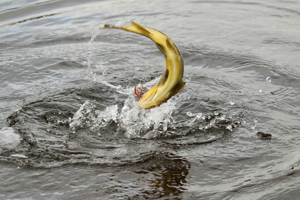 BØR UNNGÅS: Når ørreten går til værs øker faren for at den frigjør seg for kroken. Unngå å holde stanga høyt i siste del av kjøringen, og hold om nødvendig stangtuppen under vann om fisken svømmer opp mot overflaten.