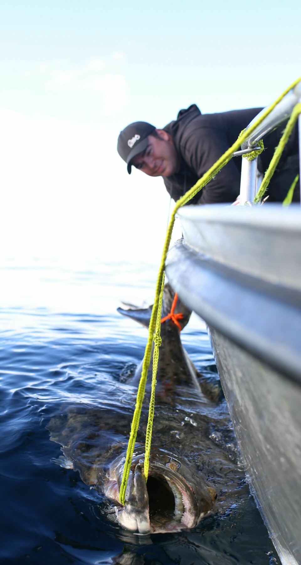 FANG-OG-SLIPP: De største kveitene egner seg ikke som matfisk, og bør slippes ut igjen. (Foto: Andreas Næristorp)