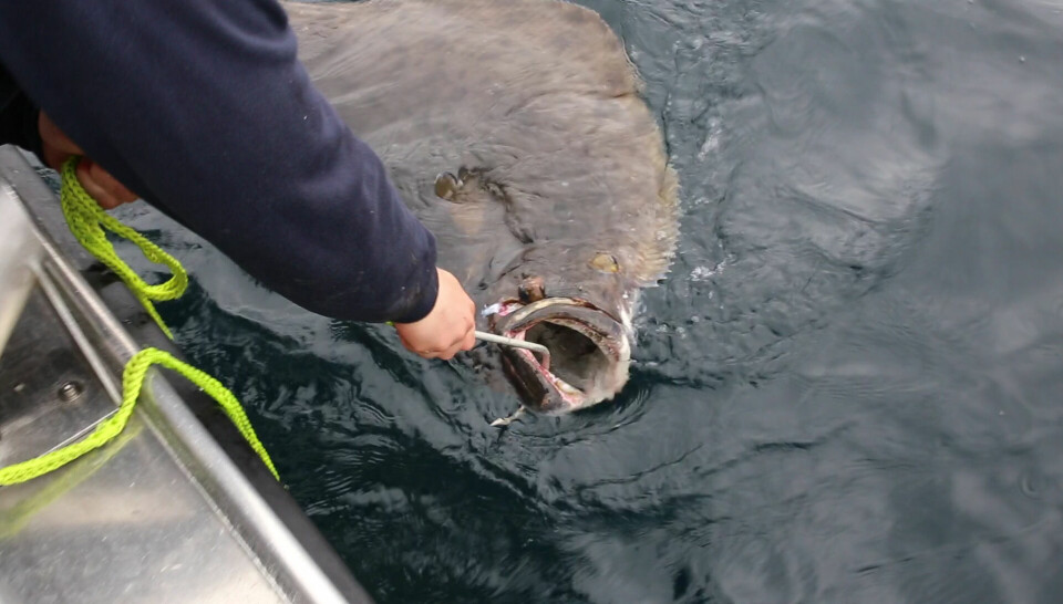 SikringskrokFor å sikre og slippe ut igjen store kveiter med minst mulig skade, bør du bruke en stor sikringskrok uten mothake. (Foto: Andreas Næristorp)