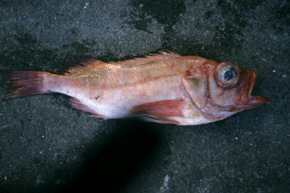 <b>PELAGISK: </b>Kvei­ta er til­pas­nings­dyk­tig i mat­vei­en, og kan også spi­se pe­la­gisk byt­te­fisk som vassild, kol­mu­le, uer og lusuer. (Foto: Chris Appleby)