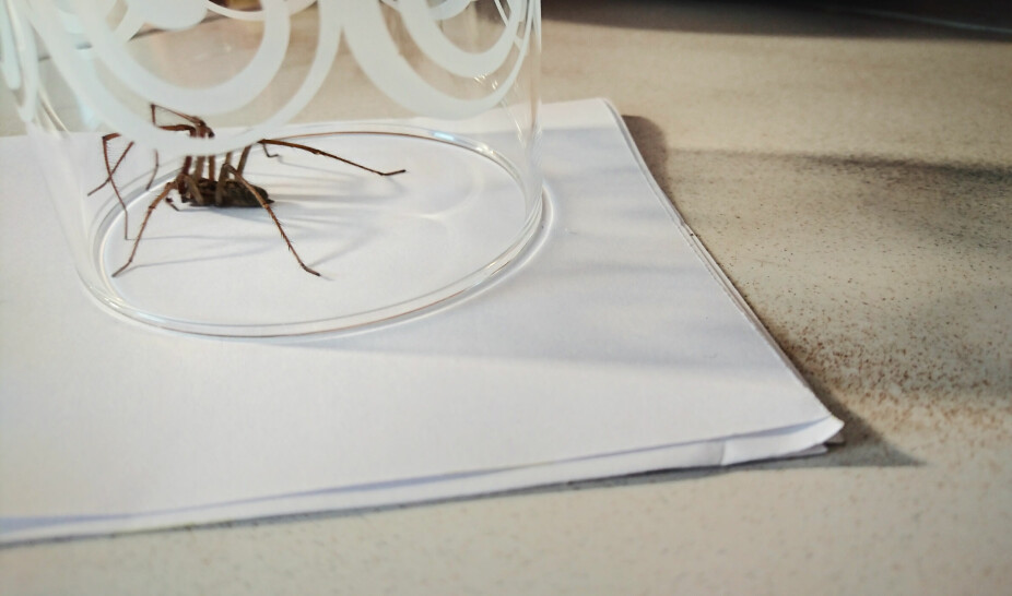 TA UT EDDERKOPPEN: Dersom du er bekymret for at edderkoppen i støvsugeren skal kravle ut igjen, kan du ta den ut slik. De vil sjeldent returnere tilbake.