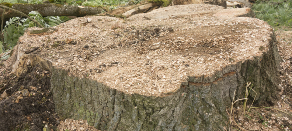 Det er lurt å fjerne gamle stubber for å forebygge skadedyr. Men hvordan?