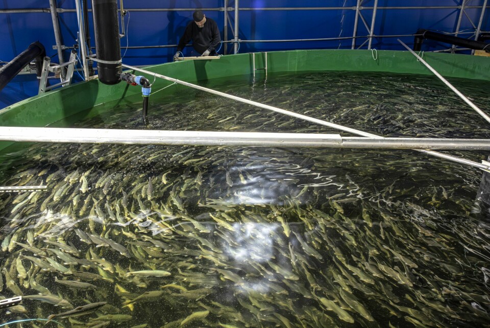 SOSIAL FISK: Røya trives bedre under høyere fisketetthet enn de fleste andre oppdrettsartene. Her er Viktor Blok i jobb, mens noen tusen røyer svømmer rolig forbi.