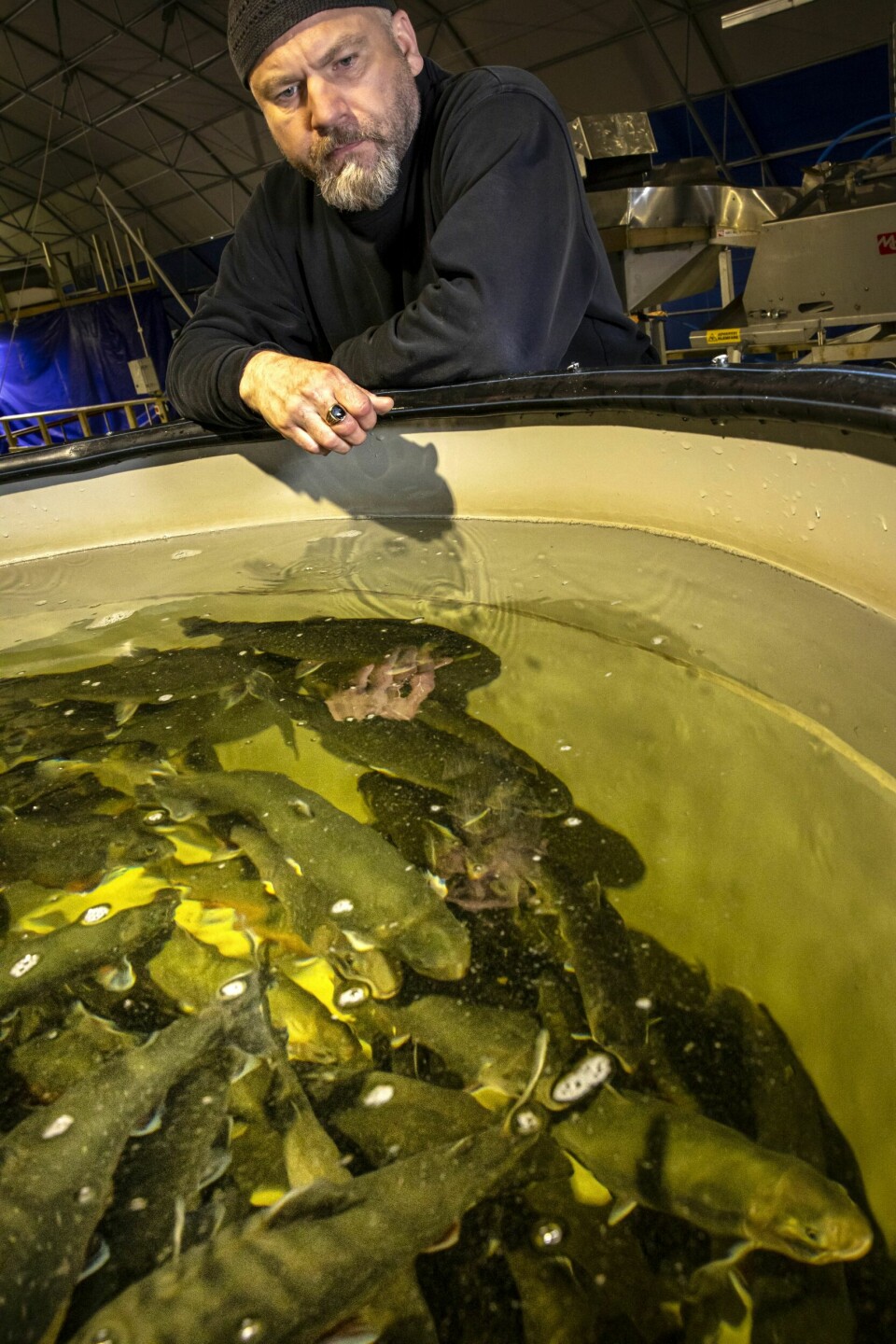 NULL STRESS: I dette karet «sultes» fisken i tre dager før den slaktes. Viktor sjekker tilstanden, og ingen av fiskene ser ut til å bli stresset av Viktors strenge oppsyn. De vet sikkert at han bak maska er en hyggelig fyr.