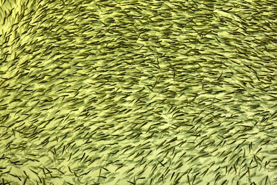 TAR SEG GOD TID: Fra egg til slakteferdig fisk tar det to til to og et halvt år. Her et kar med yngel.