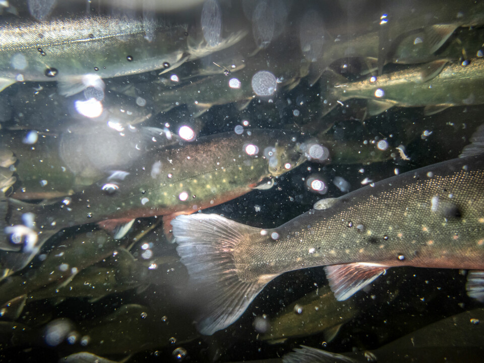 UPÅVIRKET AV KRIG: Mens næringslivet i Øst-Finnmark sliter med å betale prisen for vestens sanksjoner mot Russland, svømmer fisken ubekymret hos Finnmarksrøya AS.
