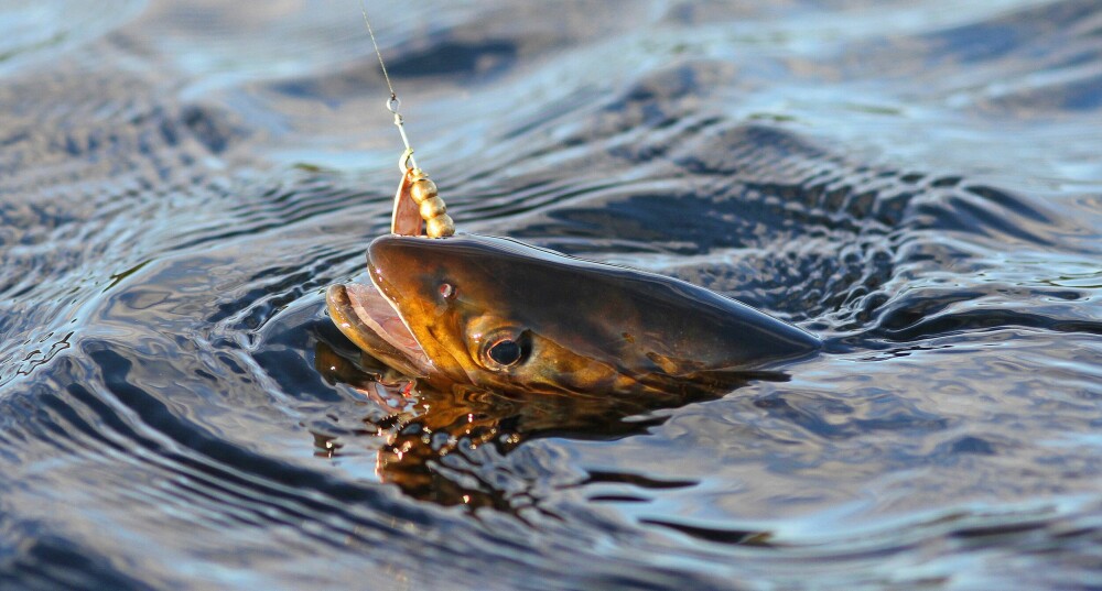 <b>SPINNVILT:</b> En spinner fisket på grunt vann er absolutt verdt et forsøk.