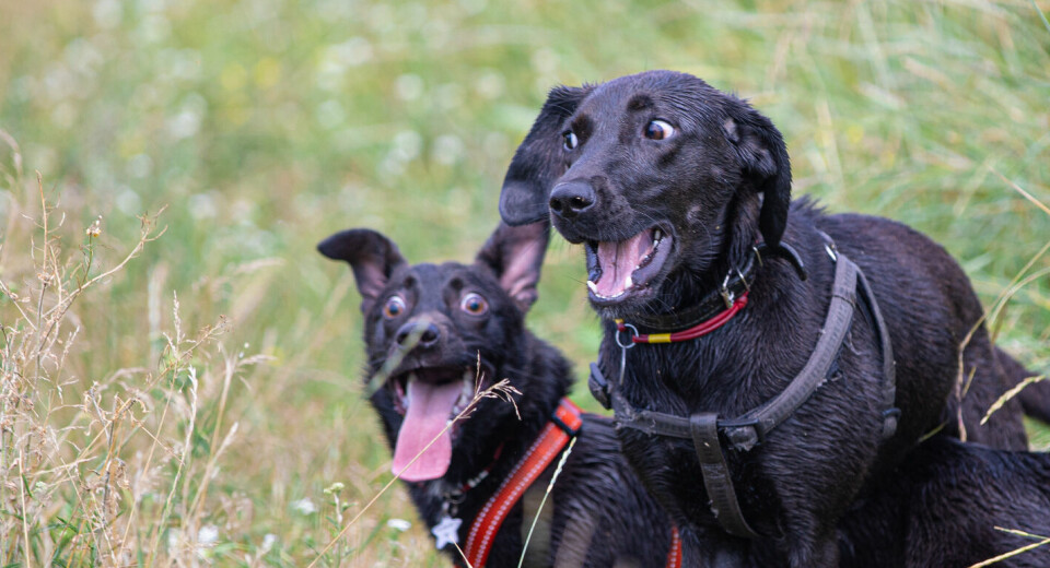 Hundetrener med klar beskjed til hundeeiere