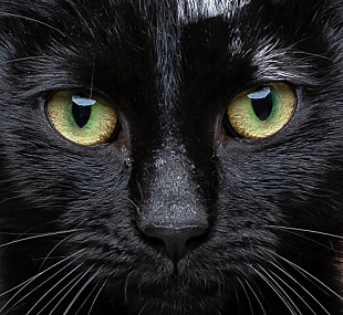 BESKYTTES: Enkelte omplasseringssteder for dyr i USA nekter å adoptere bort svarte katter i ukene før halloween i frykt for at de skal bli utsatt for dyremishandling.