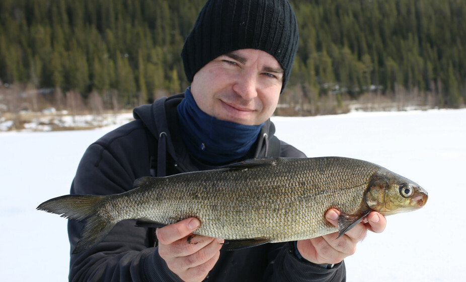 SIK: Siken finnes mer eller mindre over hele landet, og er fin å fiske etter om vinteren og våren.