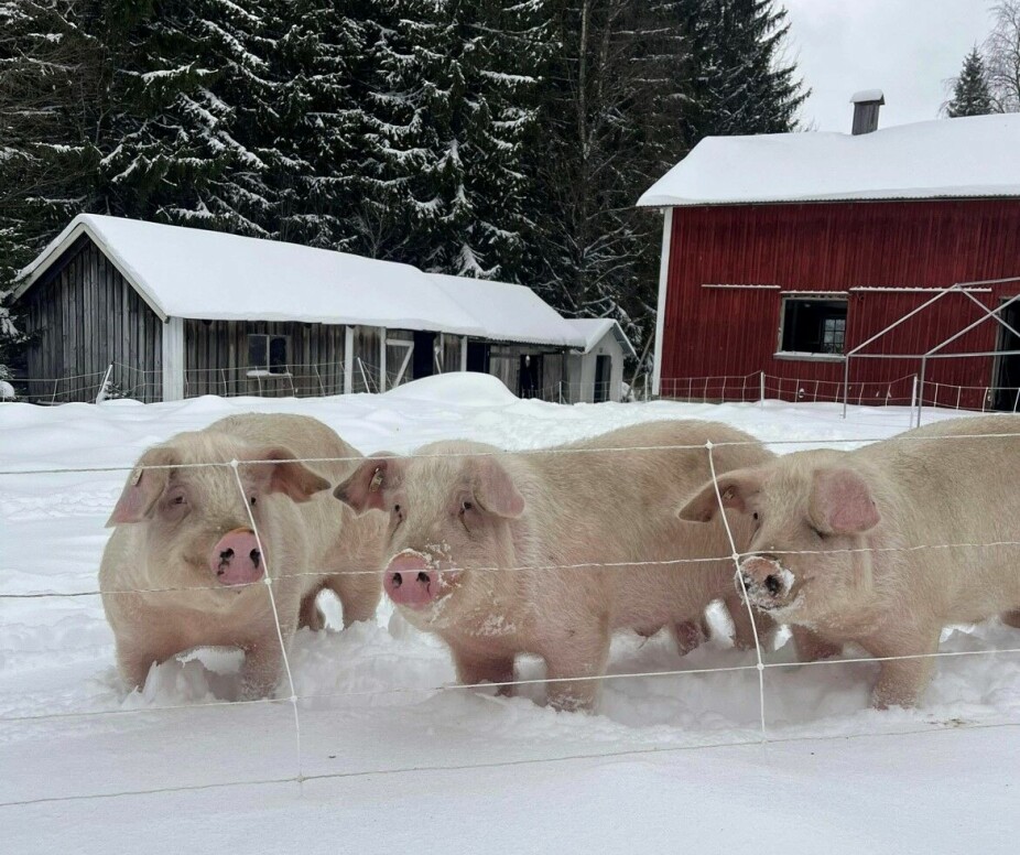 GRISER: I år er det første året Kjersti har hatt griser. Det synes hun har vært gledelig.