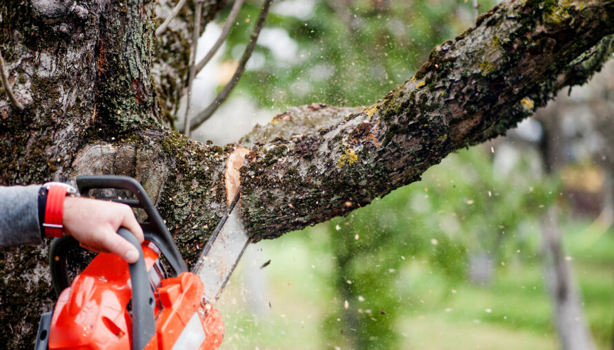 NABOENS TRÆR: Det er én ting du bør være obs på før du feller naboens trær!