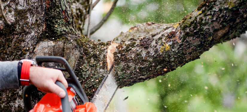 Kan vi felle naboens tre? Røttene ødelegger skigarden vår