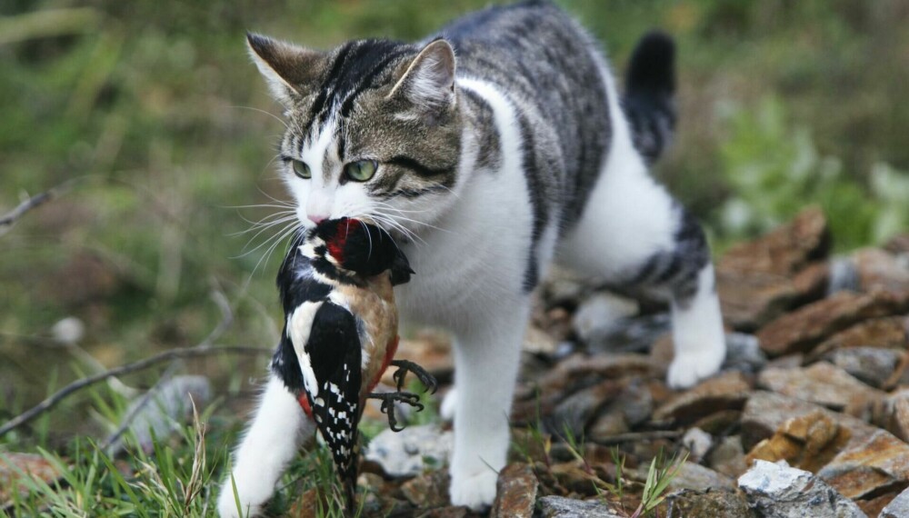 JEGERE: Katter jakter smådyr og fugler, noe som har en negativ effekt på naturen.