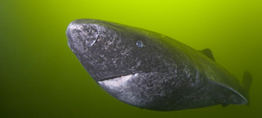 Nordmannens utrolige fangst skrev seg inn i historiebøkene