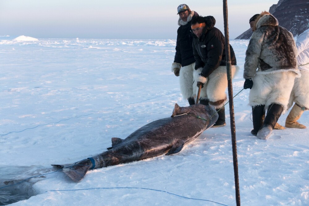 <b>A-VITAMIN-KILDE:</b> Håkjerring er blitt fisket både med tanke på leveren som kan brukes til oljeproduksjon, og skinnet. Haien blir fisket av inuitter i overgangen til åpent hav på Grønland.