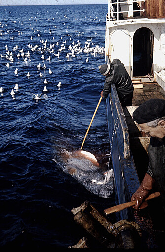 <b>UHELL:</b> Håkjerringer har en tendens til å gå på kroken til linefiskere, særlig rundt Island. Linefiske har bidratt til å redusere bestanden av Norges nasjonal-hai.
