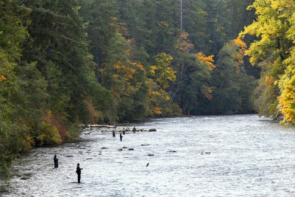 <b>SVERM AV FLUER:</b> Laksefiskere i Campbell River er enkelte steder langs elva pålagt å bare bruke flue for å lokke fisken.