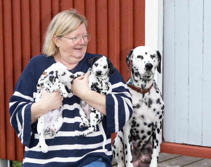 <b>ELLEVILT:</b> Oppdretter Anne Katrine har hatt hendene fulle de siste ukene. 14 valper føles som 101! Mor Arya synes også det er godt med en pust i bakken.