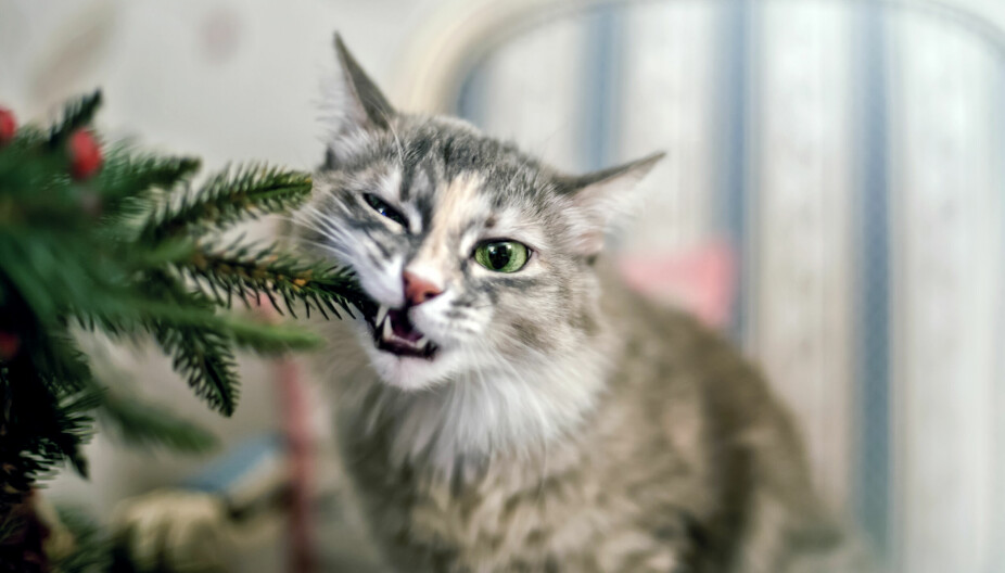 GIFTIGE PLANTER: Det er viktig å være oppmerksom på hvilke planter som kan være giftige for katter. Dersom katten får i seg noen av disse, bør man rådføre seg med veterinær.
