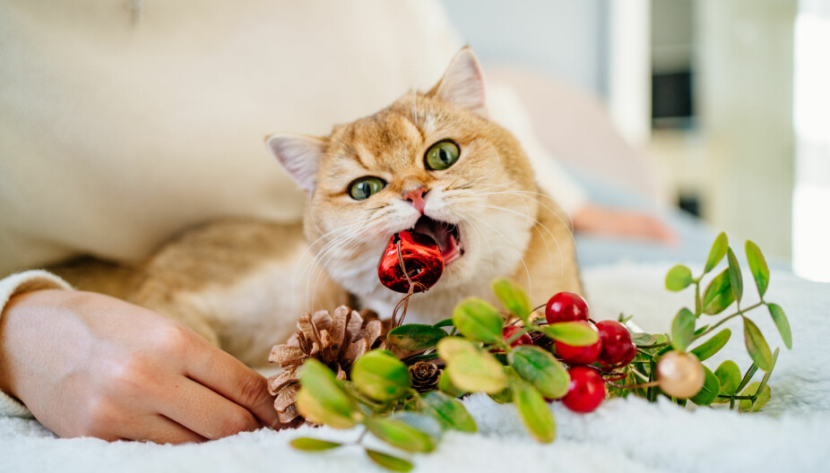 TRYGG JUL FOR KATTER: Vær også forsiktig med å julekuler som kan knuse og kutte katten.