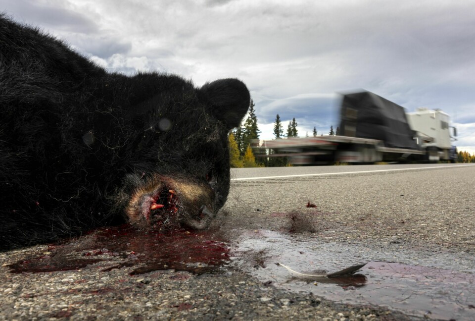 DOBBEL FARE: Å kjøre på en bamse er ille nok. Men å gå ut og sjekke og kanskje finne ut at den fortsatt lever, kan være like ille. Her en påkjørt svartbjørn ved Alaska Highway. Det er antatt at det skjer opp mot 23 000 viltpåkjørsler årlig bare i British Columbia.