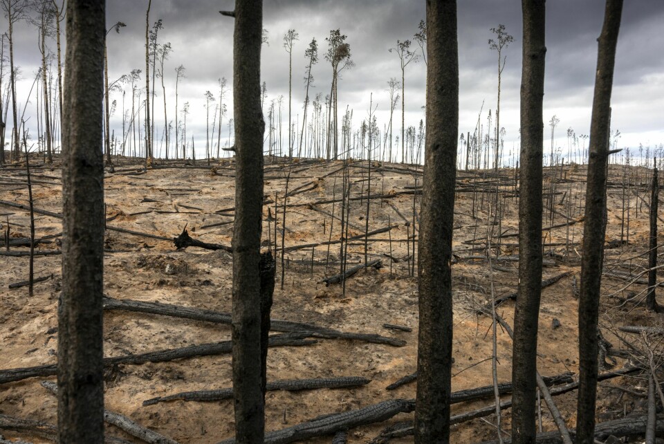 ENORM BRANNTOMT: Flere steder går veien gjennom store områder med utbrent skog. I skrivende stund er det rapportert hele 6118 skogbranner i Canada i 2023. Skogbranner har alltid herjet dette skogkledde landet, men det har aldri vært verre enn i fjor.