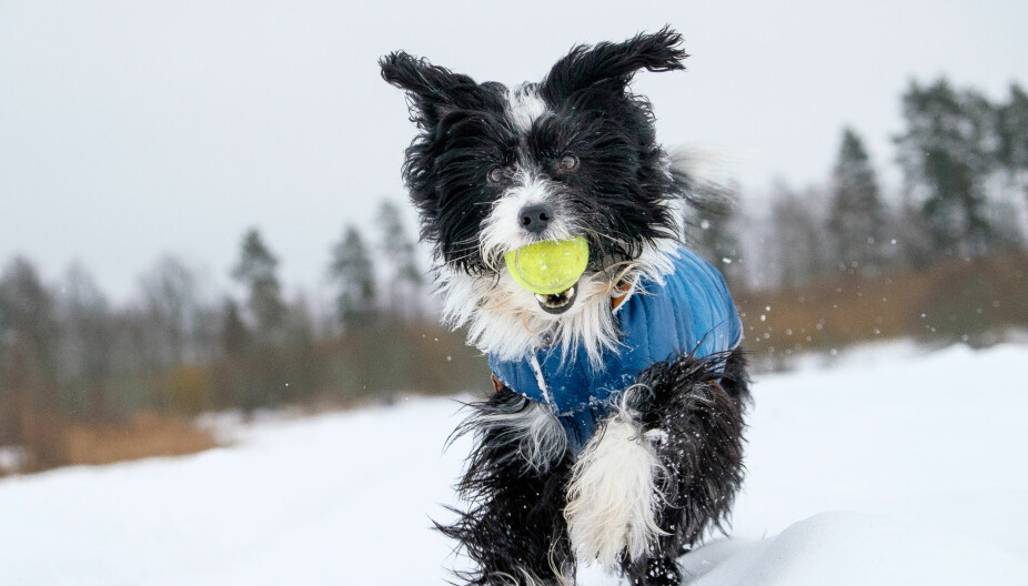 HUNDER OG KULDE: Hunder bør kun ha korte turer ute i kulden.